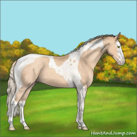 Horse Color:Gold Champagne Splash Tobiano