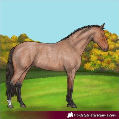 Horse Color:Bay Roan 