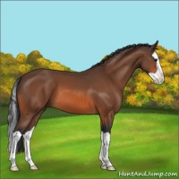 Horse Color:Bay Splash 