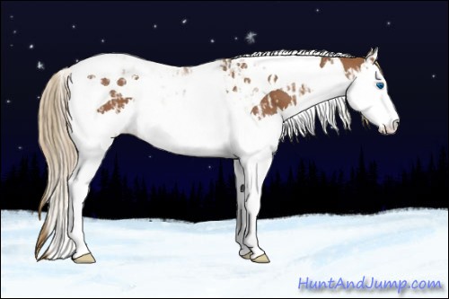 Horse Color:Chestnut Splash Tobiano and Chestnut Splash Tobiano Rabicano