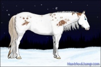 Horse Color:Chestnut Splash Tobiano  and Chestnut Splash Tobiano Rabicano 