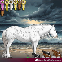 Horse Color:Blue Roan Appaloosa 