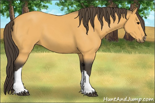 Horse Color:Buckskin 