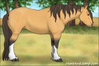 Horse Color:Buckskin 