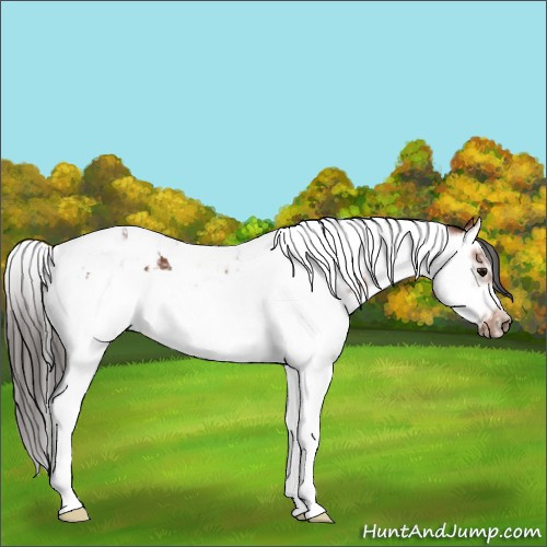 Horse Color:Bay Splash Tobiano  and Bay Splash Tobiano Frame 