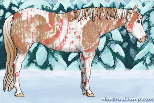 Horse Color:Chestnut Splash Tobiano  and White Spotted Chestnut Splash Tobiano 