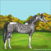 Horse Color:Grullo Splash Tobiano  and Grullo Splash Tobiano 