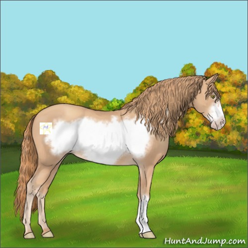 Horse Color:Gold Champagne Frame 