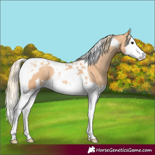 Horse Color:Chestnut Splash Tobiano  and Gold Champagne Splash Tobiano 