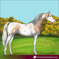 Horse Color:Chestnut Splash Tobiano  and Gold Champagne Splash Tobiano 