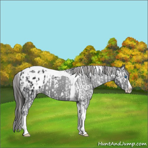 Horse Color:Black Splash Tobiano  and Black Splash Tobiano Appaloosa 