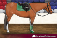 Horse Color:White Spotted Bay