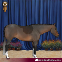 Horse Color:Gray Buckskin Tobiano 