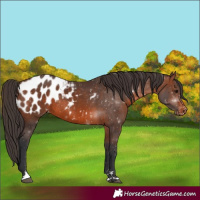 Horse Color:Brown Appaloosa Rabicano 