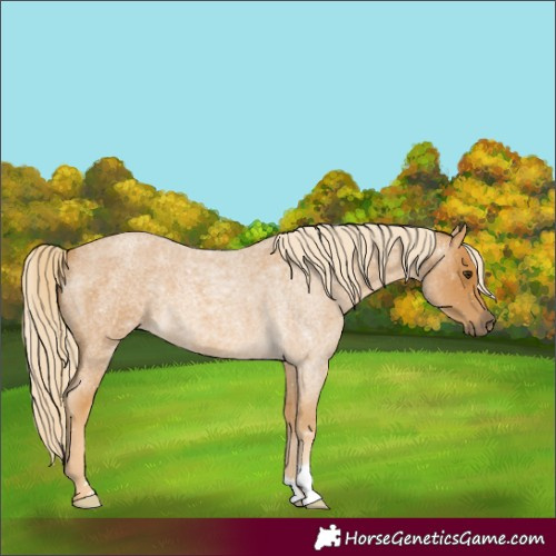 Horse Color:Palomino Roan 
