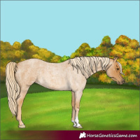 Horse Color:Palomino Roan