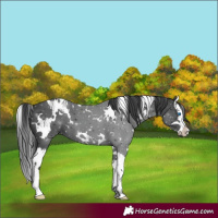 Horse Color:White Spotted Black Splash 