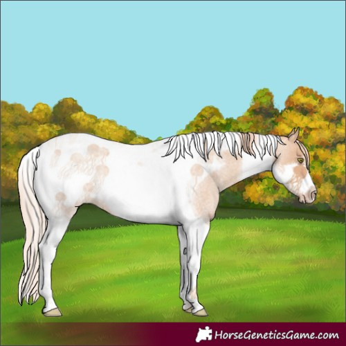 Horse Color:Gold Champagne Roan Tobiano Frame Rabicano 