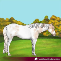 Horse Color:Gold Champagne Roan Tobiano Frame Rabicano 