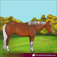 Horse Color:Silver Brown Tobiano Rabicano