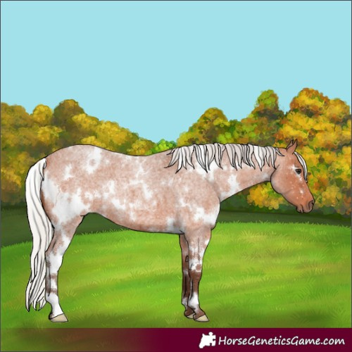 Horse Color:White Spotted Silver Bay Roan 