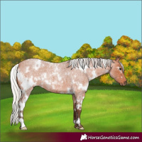 Horse Color:White Spotted Silver Bay Roan
