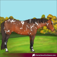 Horse Color:White Spotted Bay Varnish 