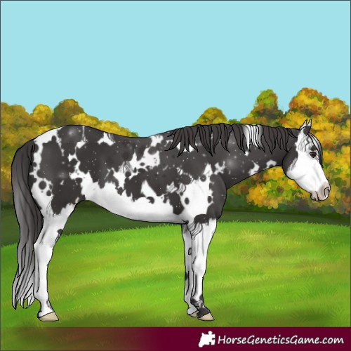 Horse Color:White Spotted Smoky Black Splash 