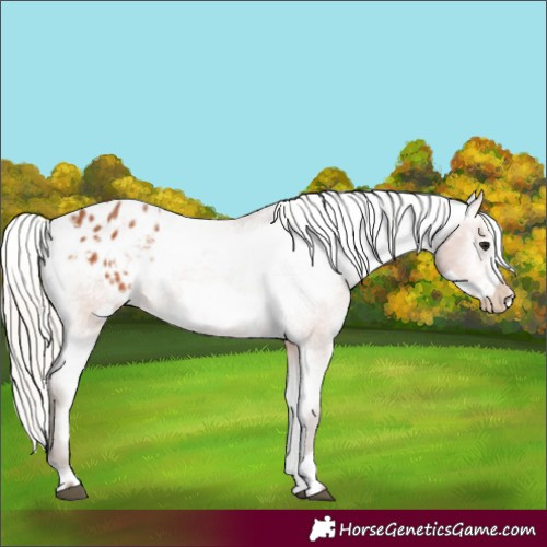 Horse Color:Silver Bay Frame Appaloosa Rabicano 