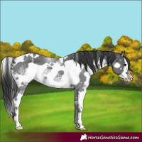 Horse Color:White Spotted Black Frame 