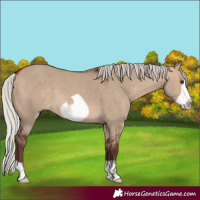 Horse Color:Silver Bay Dun Frame
