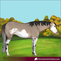 Horse Color:Bay Dun Splash Frame 