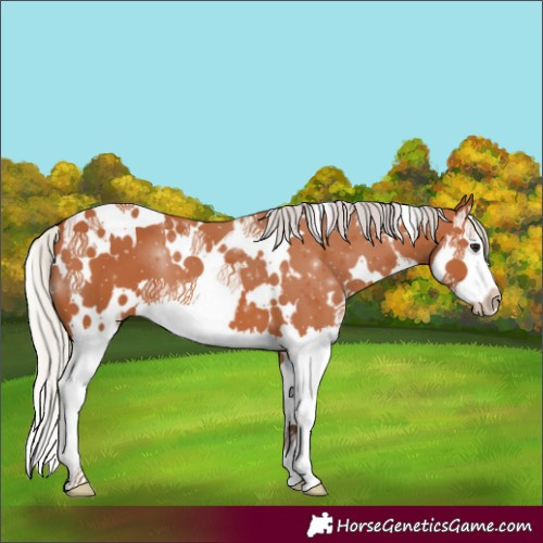 Horse Color:White Spotted Silver Bay Splash 