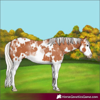 Horse Color:White Spotted Silver Bay Splash