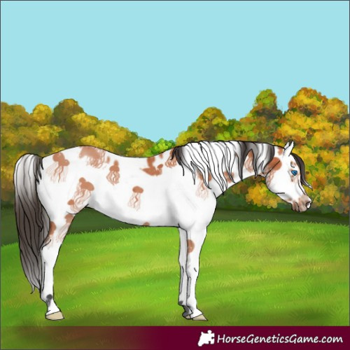 Horse Color:White Spotted Bay Splash Frame