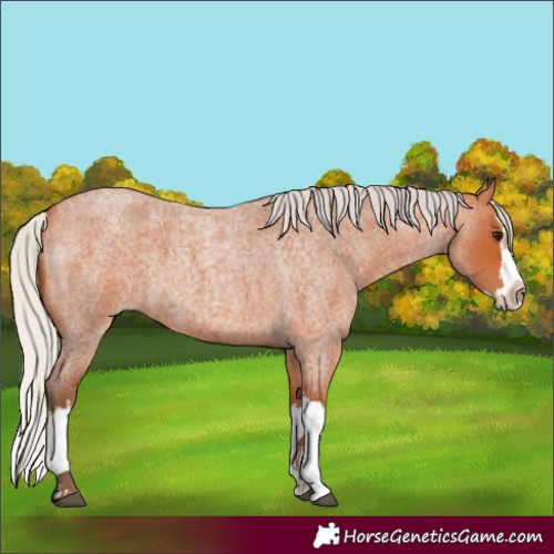 Horse Color:Silver Bay Roan Splash 