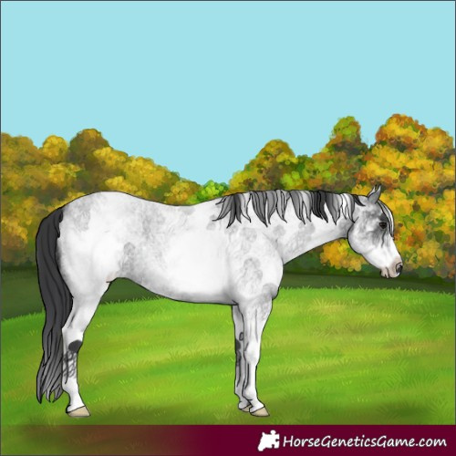 Horse Color:White Spotted Blue Roan 