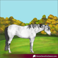 Horse Color:White Spotted Blue Roan