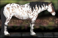 Horse Color:Bay Roan Onyx Appaloosa 