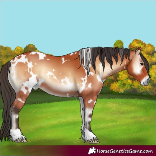 Horse Color:White Spotted Bay Onyx 