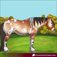 Horse Color:White Spotted Bay Onyx
