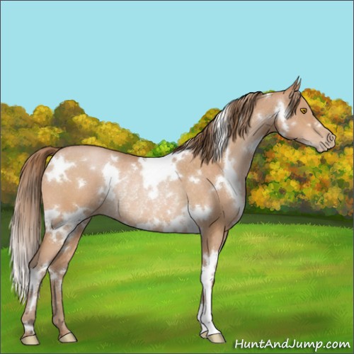 Horse Color:White Spotted Bay Pearl Rabicano 