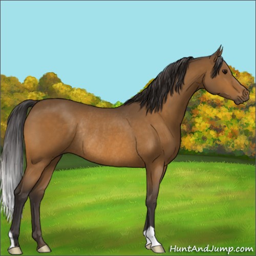 Horse Color:Buckskin Rabicano 