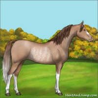 Horse Color:Brown Pearl Rabicano 