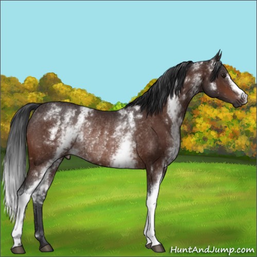 Horse Color:White Spotted Brown Rabicano
