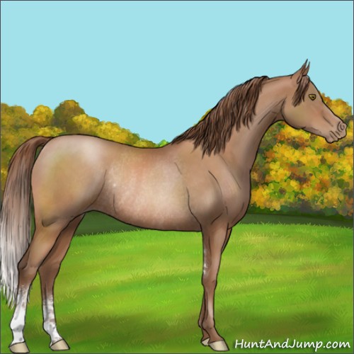 Horse Color:Brown Pearl Sabino Rabicano