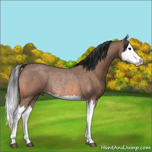 Horse Color:Bay Roan Splash Rabicano 