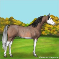 Horse Color:Bay Roan Splash Rabicano 
