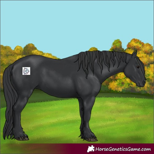 Horse Color:Black 
