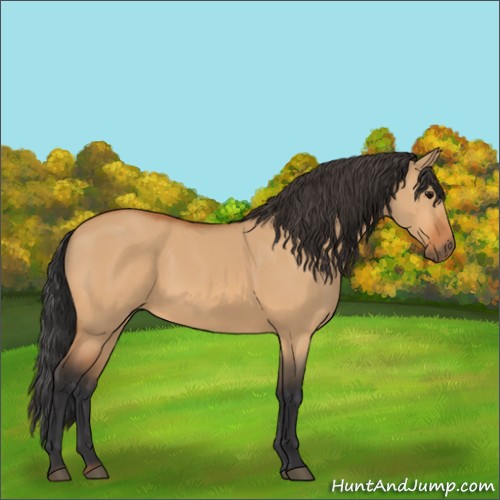 Horse Color:Bay Dun